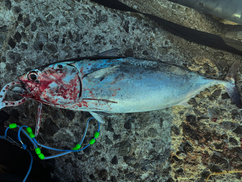 ソウダガツオの釣果