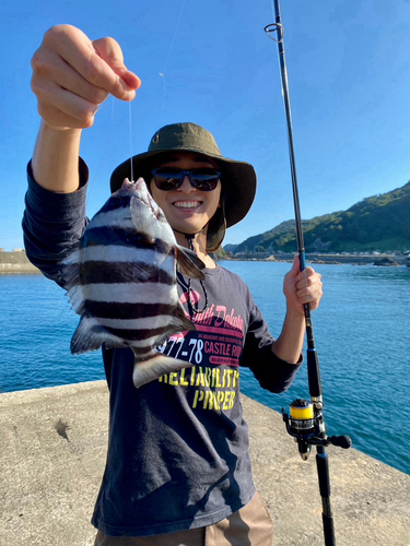 イシダイの釣果