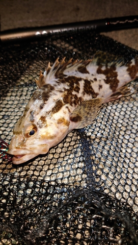 タケノコメバルの釣果