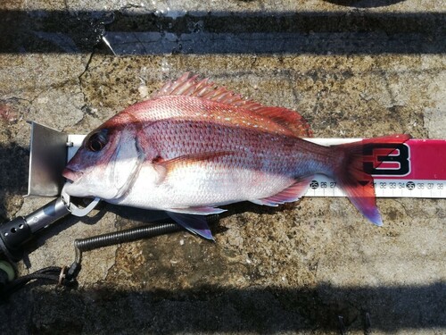 マダイの釣果