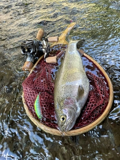 ニジマスの釣果