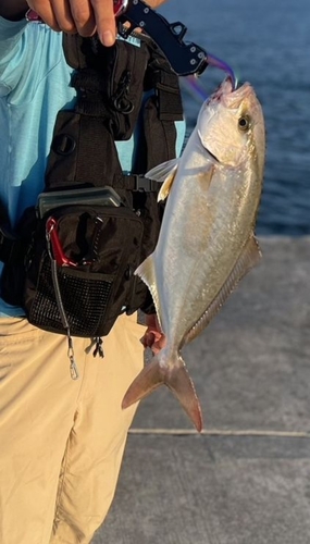 ショゴの釣果