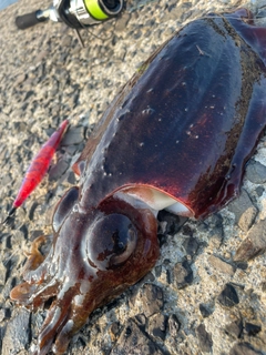 モンゴウイカの釣果