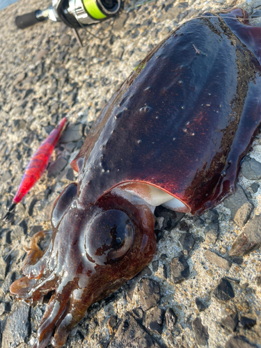 モンゴウイカの釣果