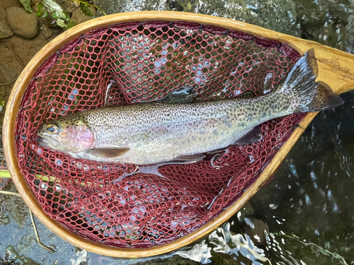 ニジマスの釣果