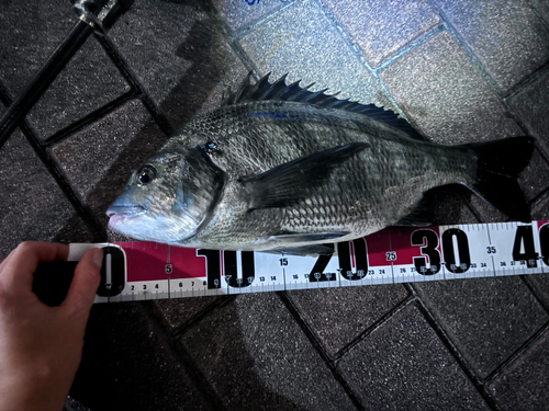 クロダイの釣果