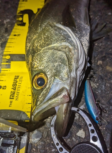 シーバスの釣果