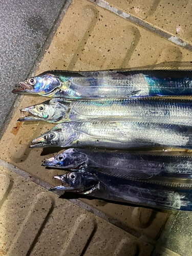 タチウオの釣果