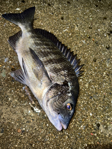 チヌの釣果