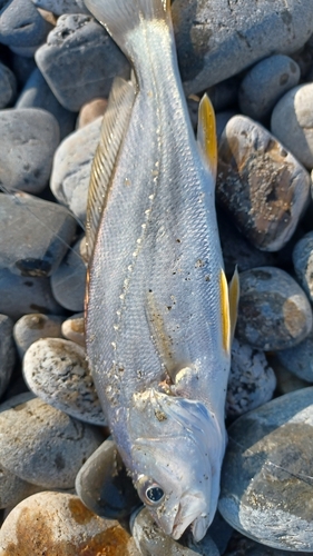 ニベの釣果