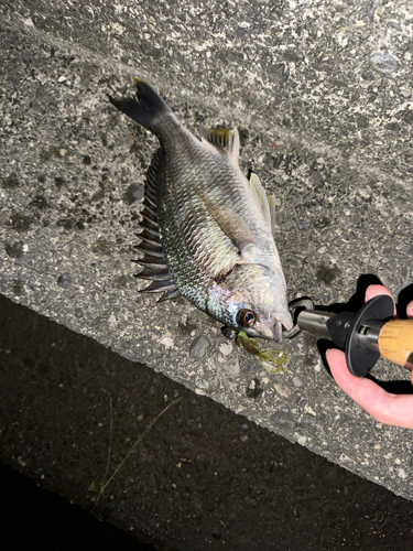 キビレの釣果