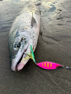 アキアジの釣果