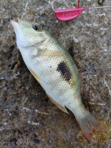 マトフエフキの釣果