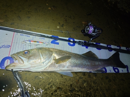 シーバスの釣果