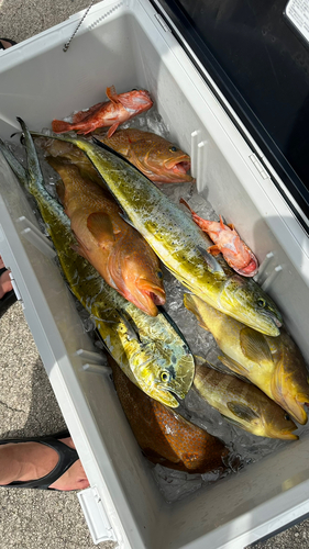 アコウの釣果