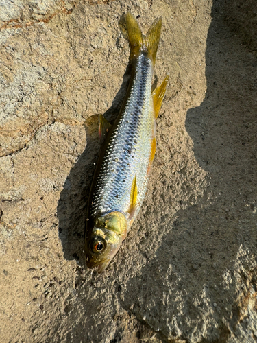 オイカワの釣果