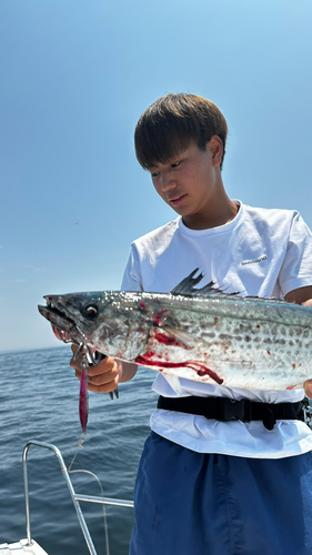 サワラの釣果