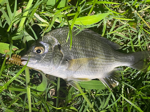 キビレの釣果