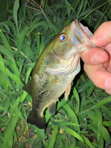 ラージマウスバスの釣果