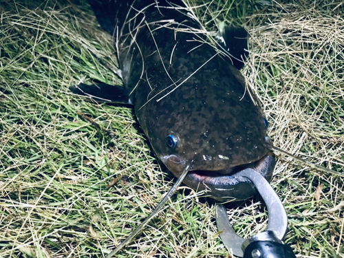 マナマズの釣果