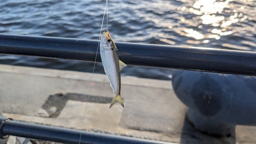 サッパの釣果