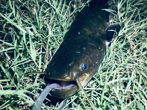 マナマズの釣果