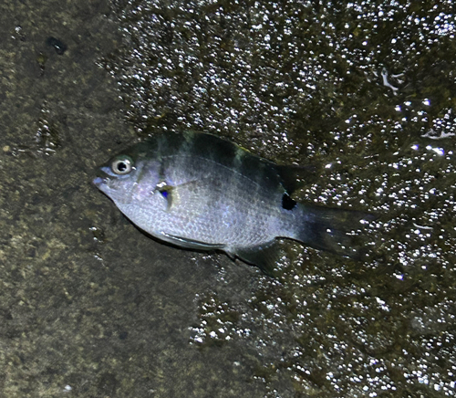 シマスズメダイの釣果