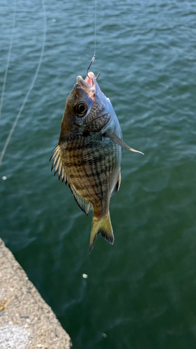 チヌの釣果