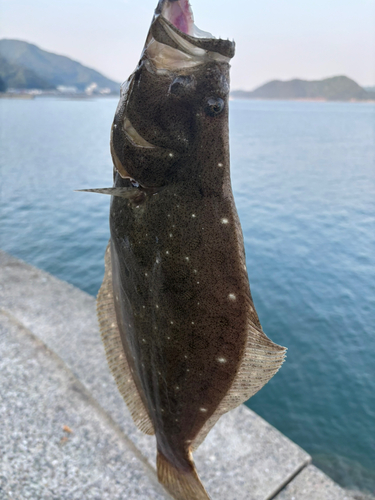 ヒラメの釣果