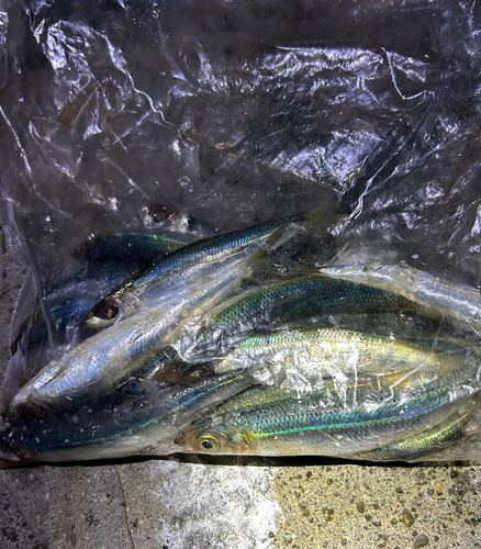 ウルメイワシの釣果