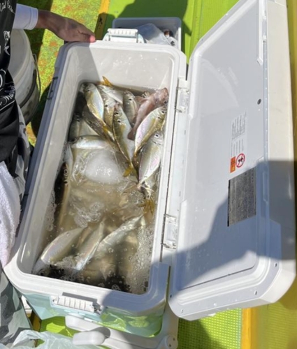 マアジの釣果