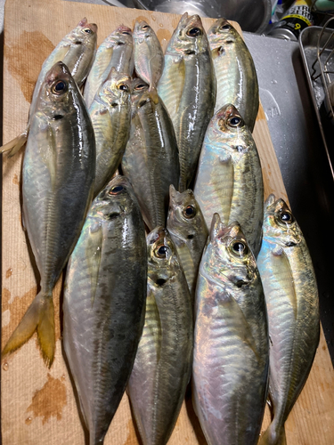 アジの釣果