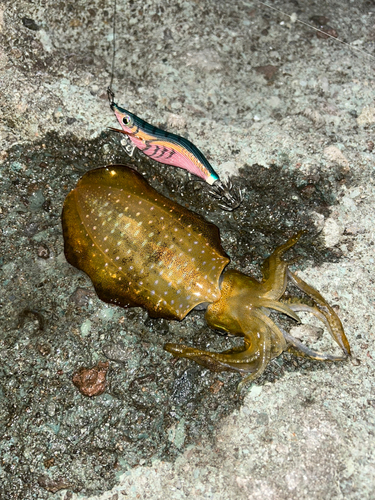 アオリイカの釣果