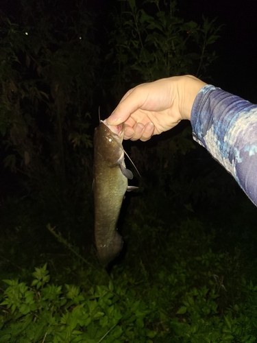 マナマズの釣果