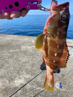 キジハタの釣果