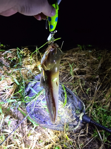 マナマズの釣果