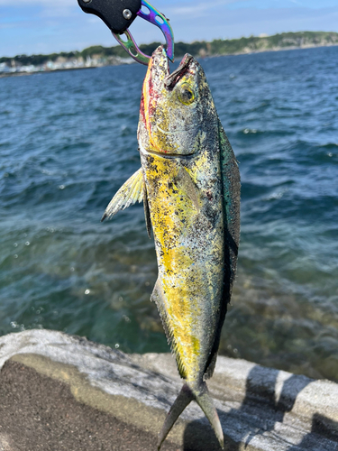 シイラの釣果