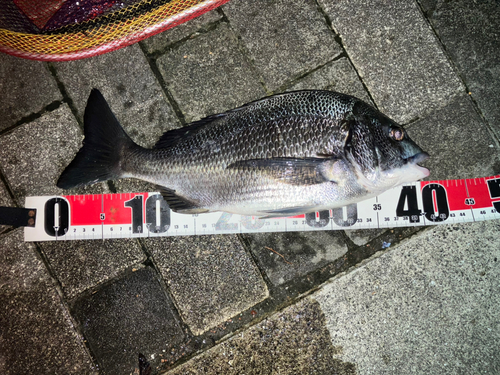 クロダイの釣果