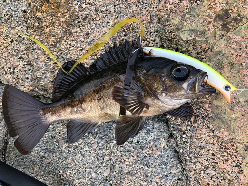 クロメバルの釣果