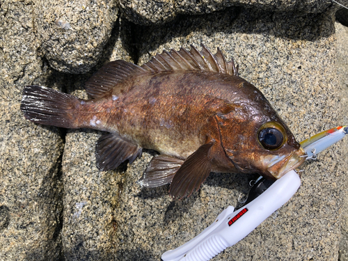 アカメバルの釣果