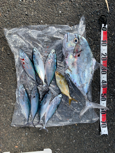 イトヒキアジの釣果