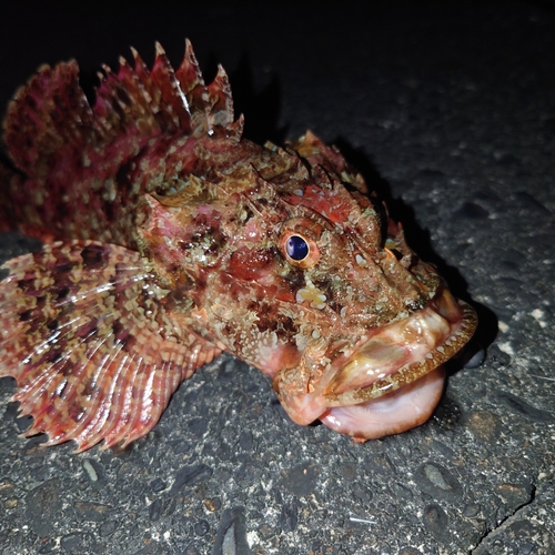 オニカサゴの釣果