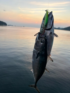 ソウダガツオの釣果