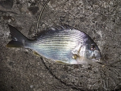 ヘダイの釣果