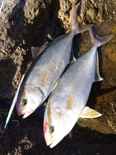 カンパチの釣果