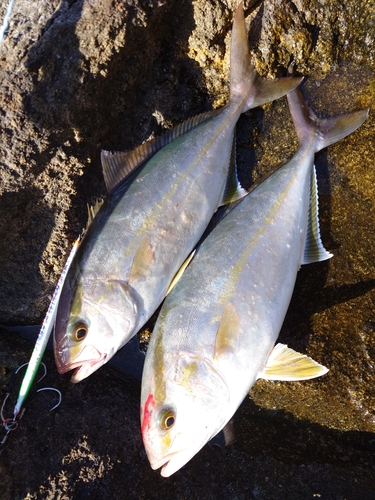 カンパチの釣果