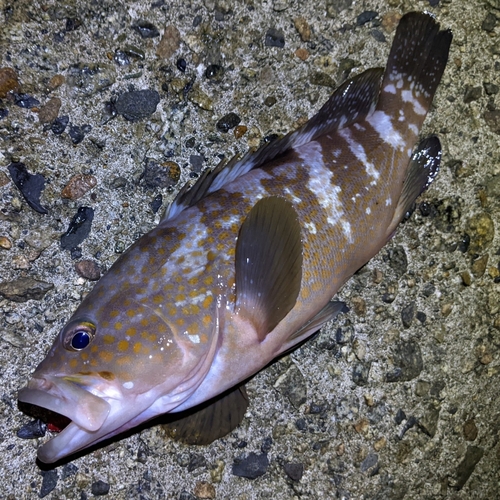 キジハタの釣果