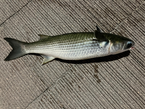 ボラの釣果