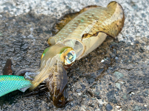 アオリイカの釣果