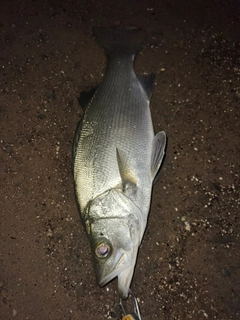 ヒラスズキの釣果